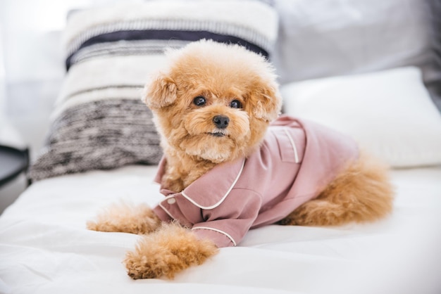 Małe psy rasy do mieszkania OLX najlepsze oferty teraz