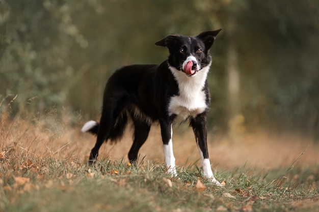Psy rasy border collie niezwykle inteligentne i aktywne