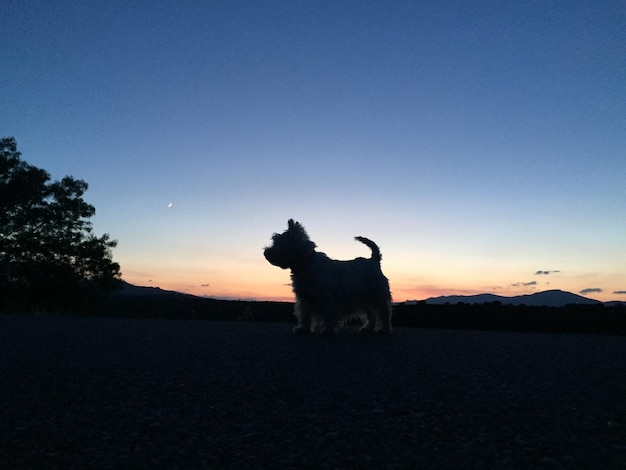 Psy które nie gubią sierści idealne dla alergików