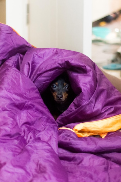 Czy psy mogą jeść śliwki bezpiecznie i korzystnie?