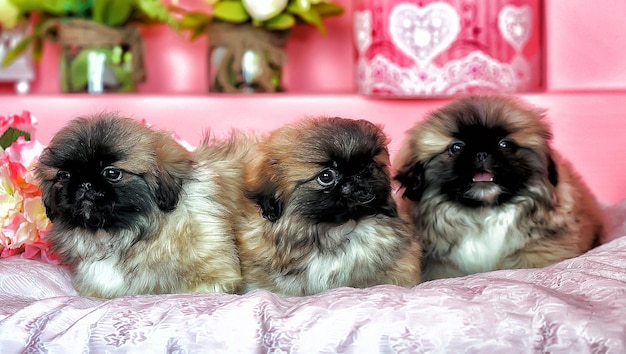 Rasy psów atrakcyjne i idealne dla Ciebie