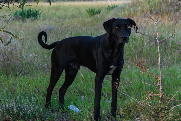 Czarne psy zachwycają unikalnym charakterem i urokiem
