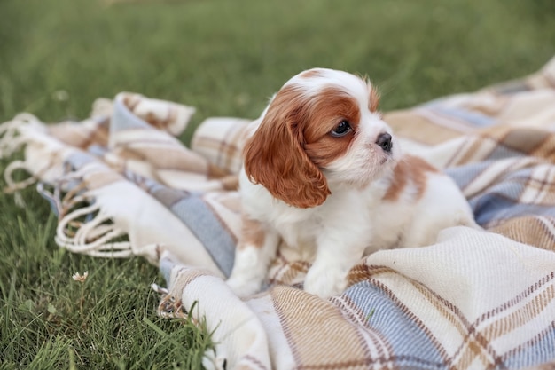 10 olx małe pieski zachwycających ofert do wyboru teraz