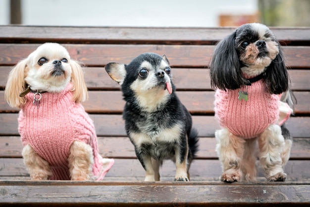 10 Małe rasy psów idealne do każdego mieszkania