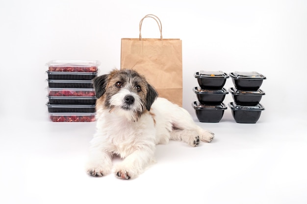 Psy do adopcji Jasło najlepszym wyborem dla Ciebie