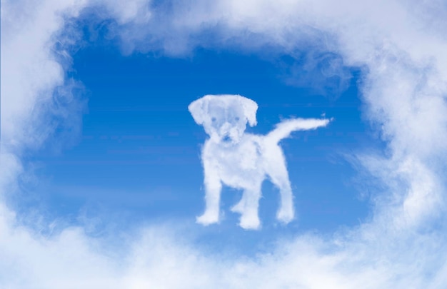 Białe psy zachwycają wyglądem i łatwą pielęgnacją