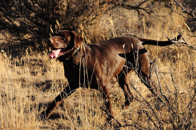 Psy do polowań na ptactwo najlepsze cechy i rasy