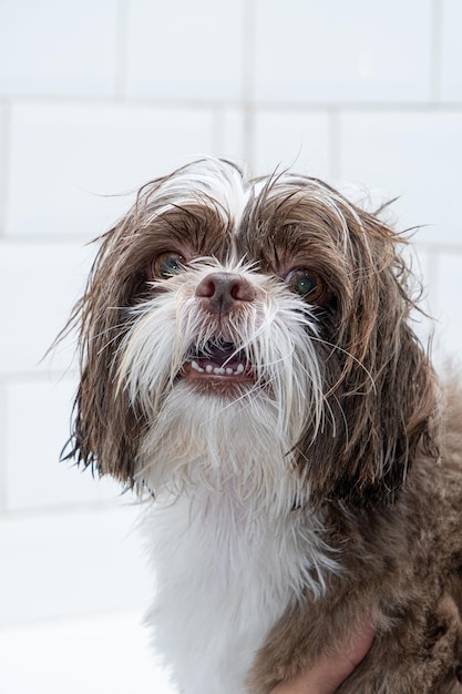 Psy z włosami OLX – odkryj wyjątkowe oferty!