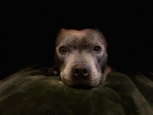 czy psy widzą w ciemności i jak to działa efektywnie