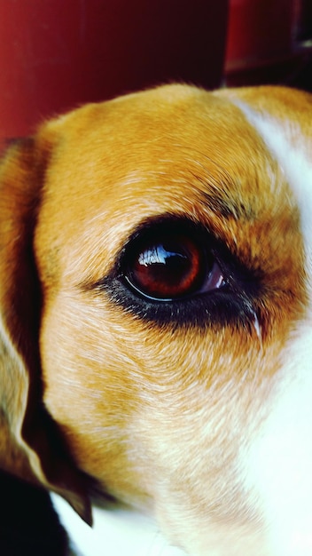 Jak widzą psy: Fascynujący świat psiego wzroku