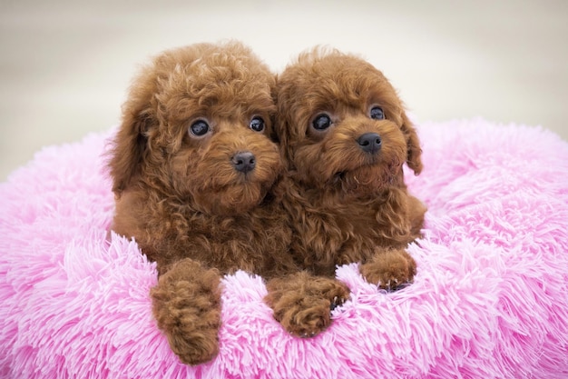 Miniaturowe psy rasy zachwycają małym rozmiarem i charakterem